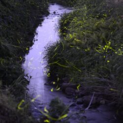荒川のホタル（吉野地区）